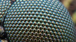 トンボの目を拡大