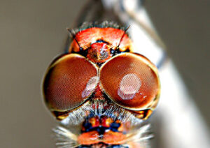 トンボの複眼