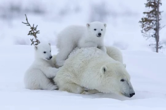 ホッキョクグマの親子がじゃれあっている