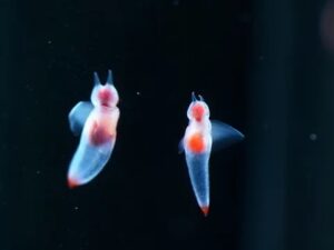 二匹のクリオネ